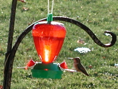 Washington Co. -- Ad Female Rufous in Burgettstown on feeder on Xmas day at noon