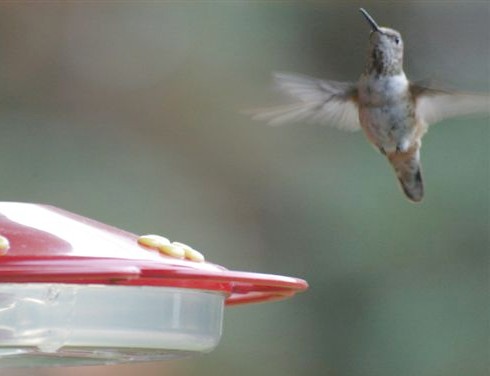 Delaware Co. -- Imm Female Rufous in Swarthmore - hover faceon near feeder