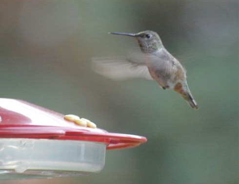 Delaware Co. -- Imm Female Rufous in Swarthmore - hover faceon near feeder