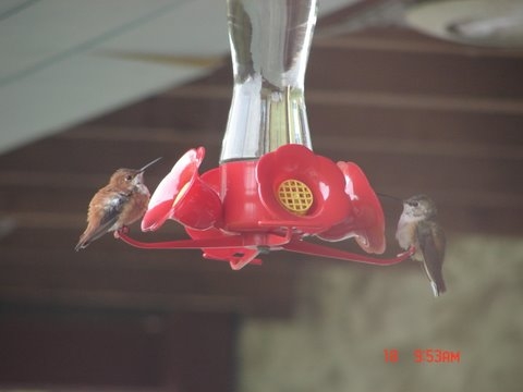 Lancaster Co. -- Both  Rufous hummers in ? Lancaster Co - on feeder