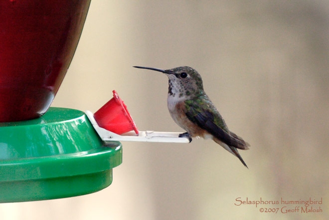 Washington Co. -- Adult Female Rufous in McDonald - perched on feeder