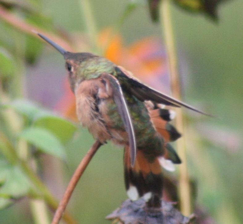 York Co. -- Female Rufous in Fawn Grove - perched - spreadtail closeup