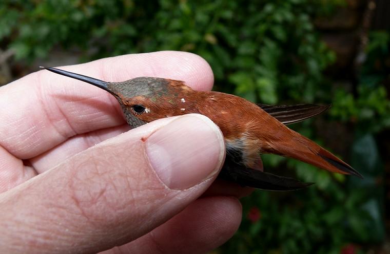 Allegheny Co. -- Adult Male Rufous in Crafton - inhand