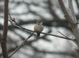 Franklin Co. -- Adult Female Rufous perched in Mainsville