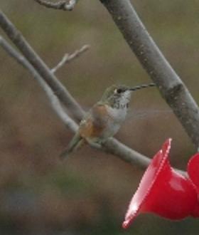 Franklin Co. -- Adult Female Rufous near feeder in Mainsville