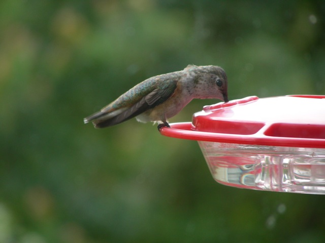 Chester Co. -- Imm Female Rufous in Avondale visiting a feeder