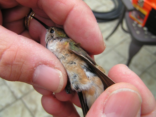 Chester Co. -- Imm Female Rufous in Avondale in-hand