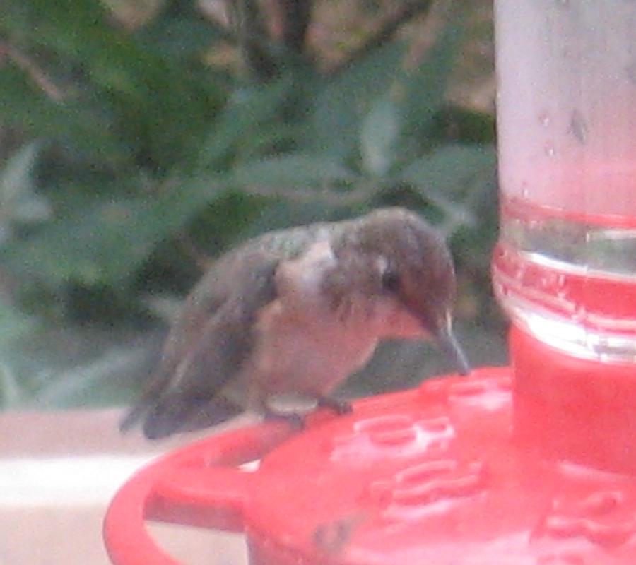 Lancaster Co. -- Imm Female Rufous in East Earl Twp. visiting a feeder