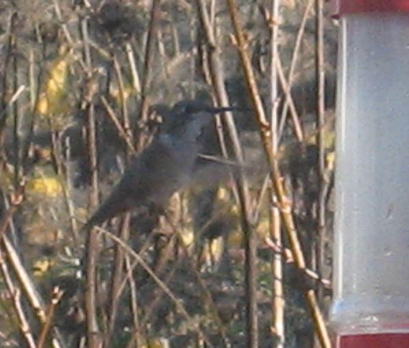 Lancaster Co. -- Imm Female Rufous in East Earl Twp. flying near feeder on 11/29/09