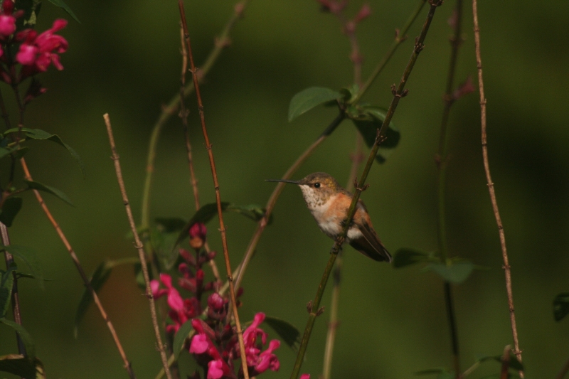 Lancaster Co. -- Imm female Rufous in Ephrata perched