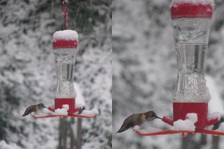 Berks Co. -- Immature Male Rufous in Birdsboro - feeding on feeder piled with snow on 12/5/09 - collage