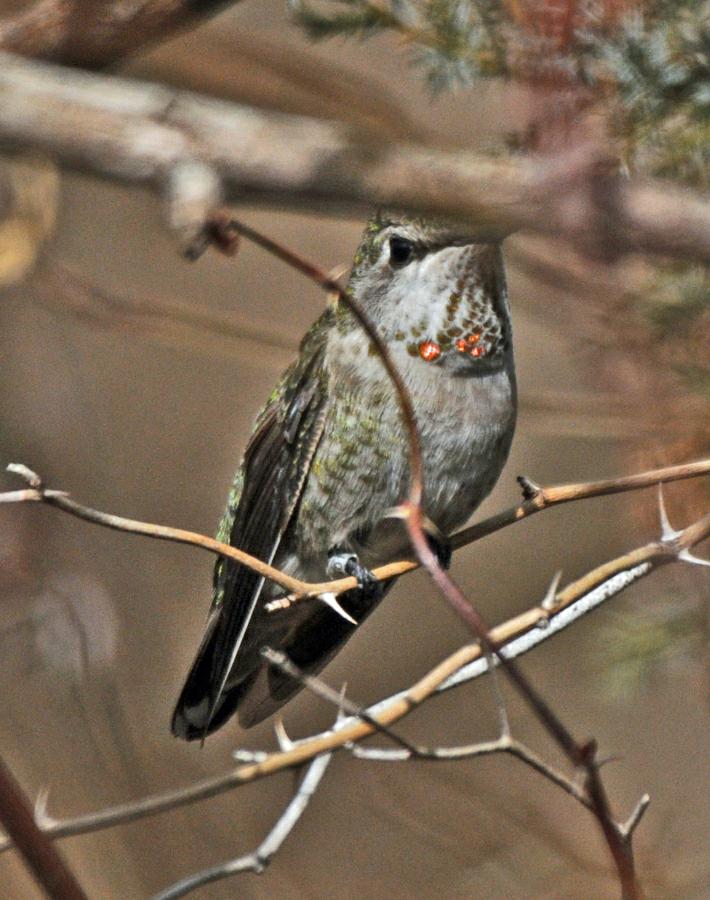 Berks Co. -- Adult Female Anna's in Shartlesville - perched on branch on Feb 20th