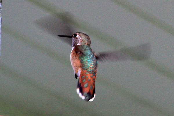 Delaware Co. -- Immature Male Rufous in Swarthmore- flying back view
