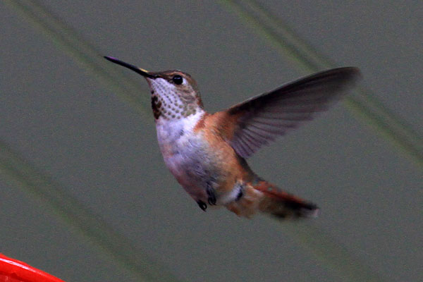 Delaware Co. -- Immature Male Rufous in Swarthmore - flying side view