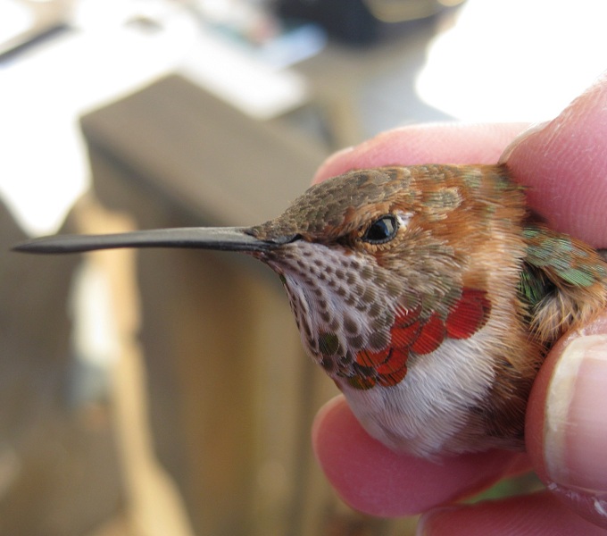 Centre Co. -- HY Male Rufous in Gettysburg - inhand during banding