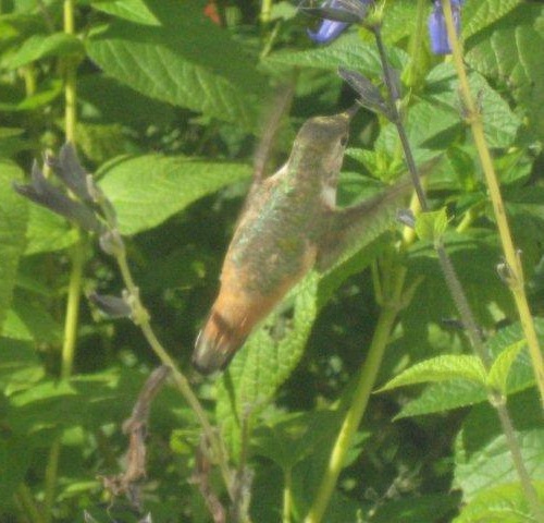 Lebanon Co. -- Immature Male Selasphorus on flying near flowers in Grantville - rightback view