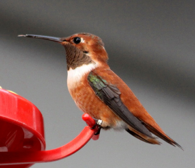 Northampton Co - Jacobsburg Adult Male Rufous 'Rufus' perched on feeder with tongue out