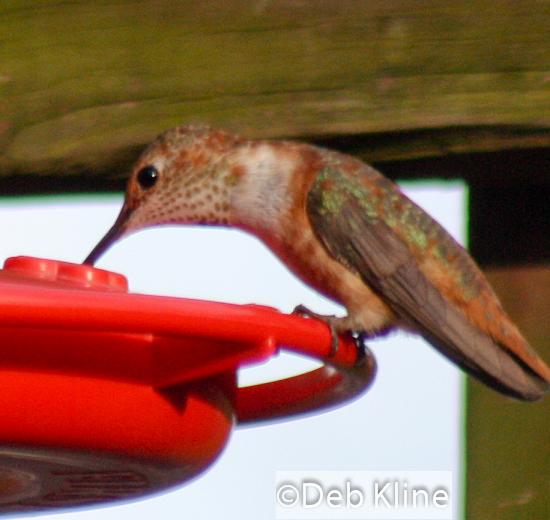 York Co. -- Immature Male Rufous in Hanover on feeder Dec 30th 2011 by Deb Kline