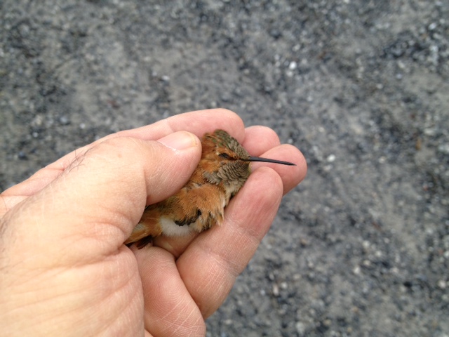 Chester Co - Ad Male Rufous inhand