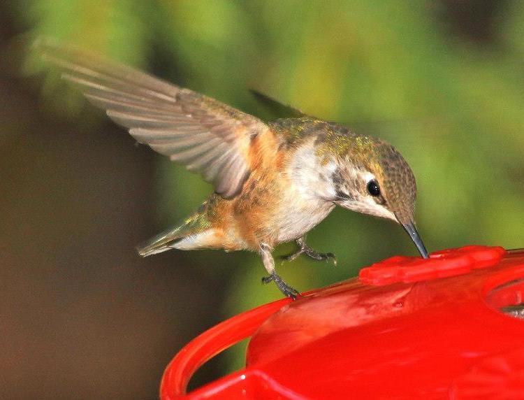 Clarion Co - Carole Winslow's Rufous hovering above feeder