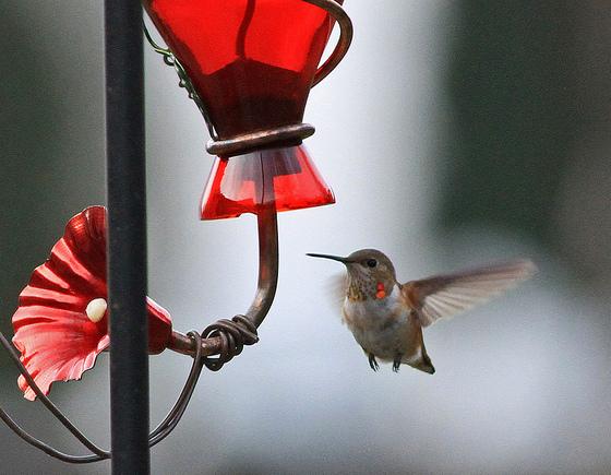 Lancaster Co - Ephrata Imm Male Rufous near feeder by Meredith Lombard on Dec 15th - gorget
