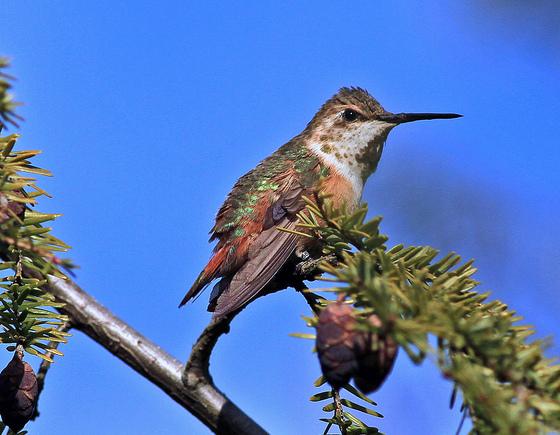 Lancaster Co - Lancaster Adult Female Rufous perched showing band