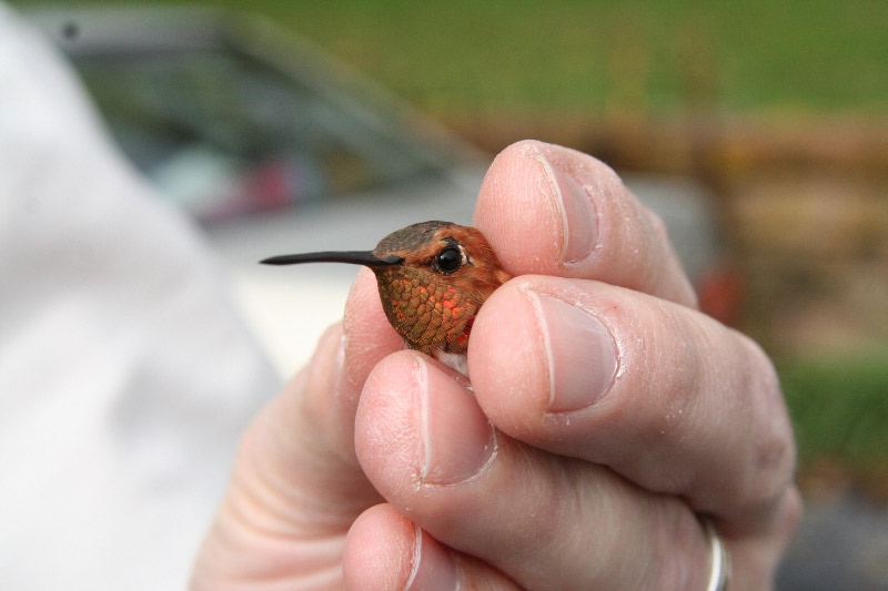 Lancaster Co - Adult Male Rufous inhand face
