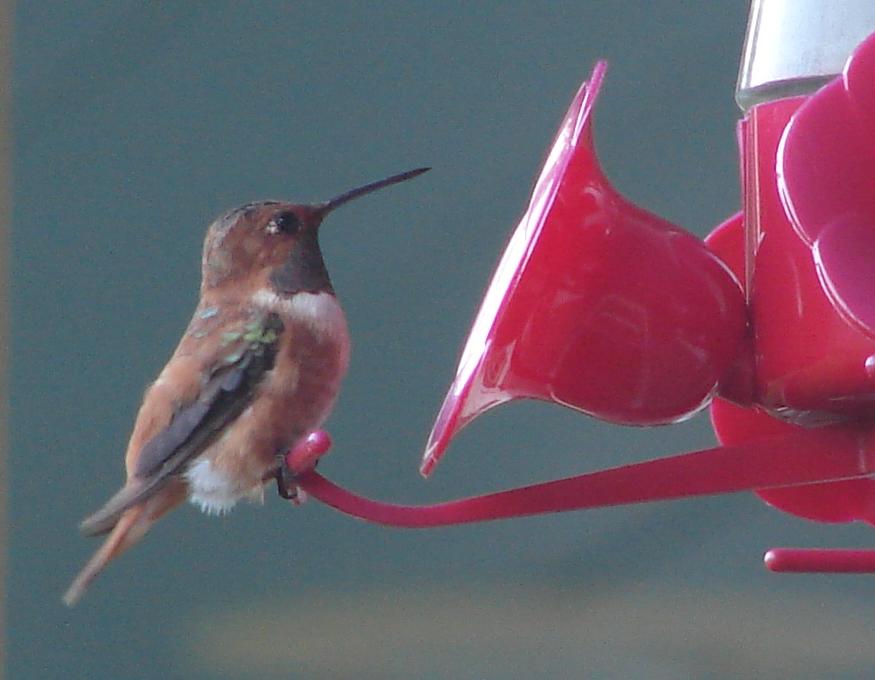 Lancaster Co - Lancaster Co - Adult Male Rufous sitting on feeder