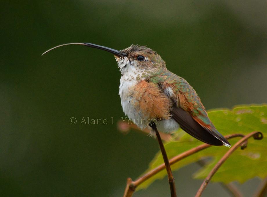 Lehigh Co - Upper Macungie HY female Rufous perched with tongue out