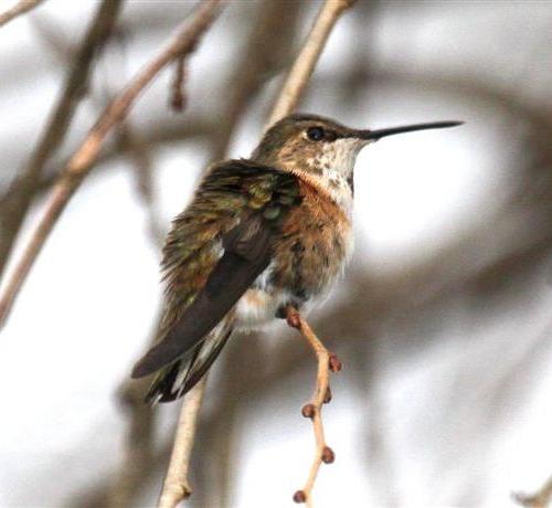 Lycoming Co - Wayne L's pic of Ad Fem Rufous in Cogan Station perched