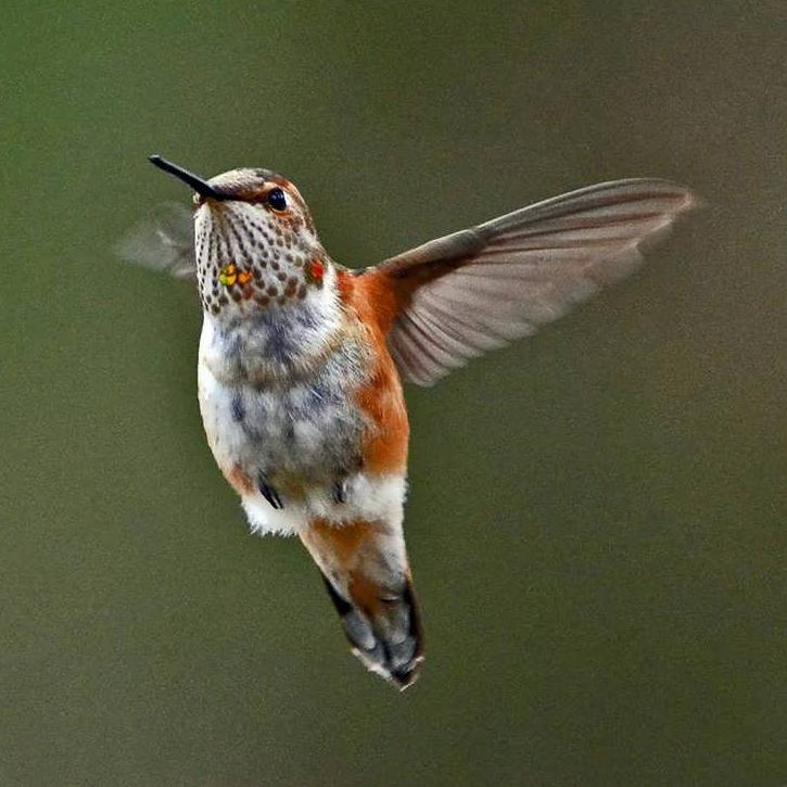 Montgomery Co - Pennsville Rufous hover by Howard Eskin