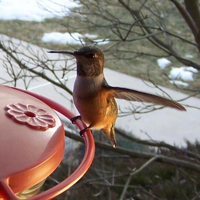 Northampton Co - Walnutport Ad Female Rufous on feeder by Dave Wagner