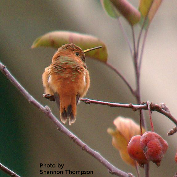 Carnegie Rufous perched in crabapple tree- photo by Shannon Thompson