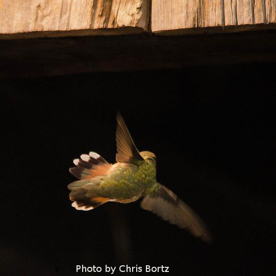 Lehigh Co - Macungie Rufous spreadtailed in midair - photo by Chris Bortz