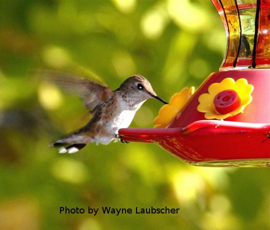 Lycoming Co - Muncy Rufous on feeder - photo by Wayne Laubscher