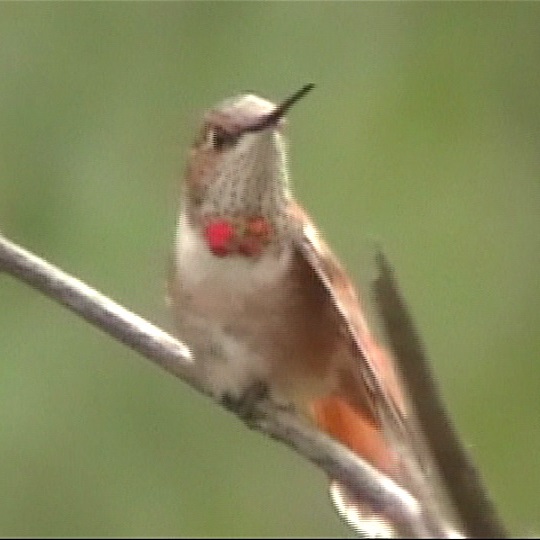 Montgomery Co Rufous front perch - vidcap sent by Augie Mirabella