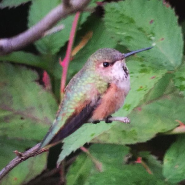 Adams Co Rufous perched - photo by Ted Nichols II