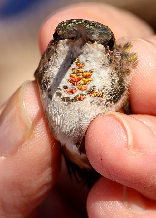 Adams Co Rufous gorget-banding photo by Linette Mansberger