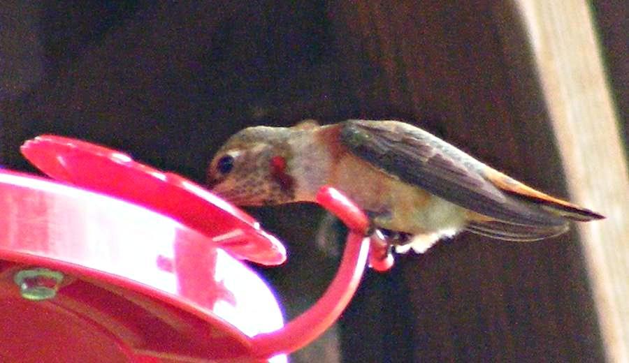 Jefferson Co Rufous on feeder - photo by Vicky McG