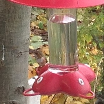 Dauphin Co Rufous on feeder - photo by Ethel S